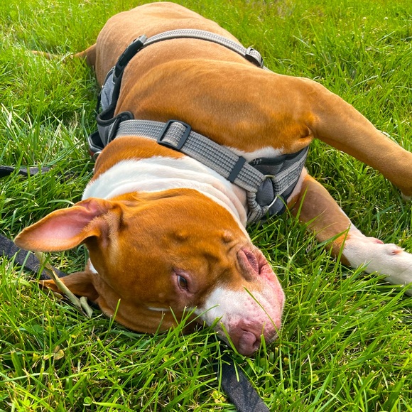 Meet your Posher, Jessica - Picture 1 of 1